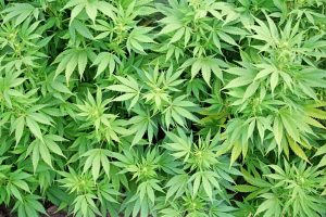 cannabis