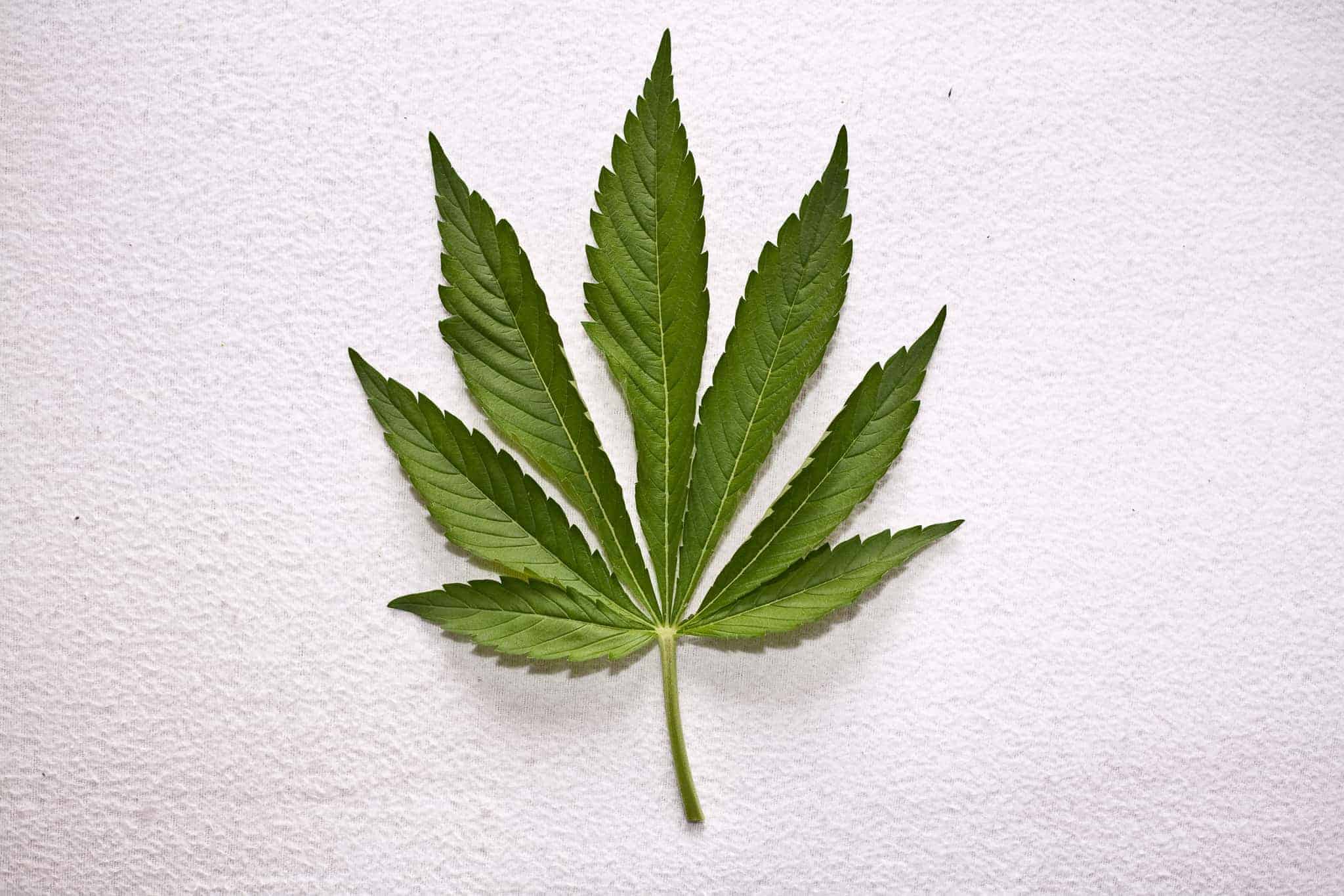 Marijuana addiction