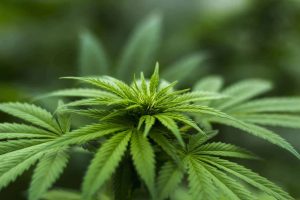 cannabis effects