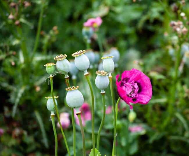 poppy